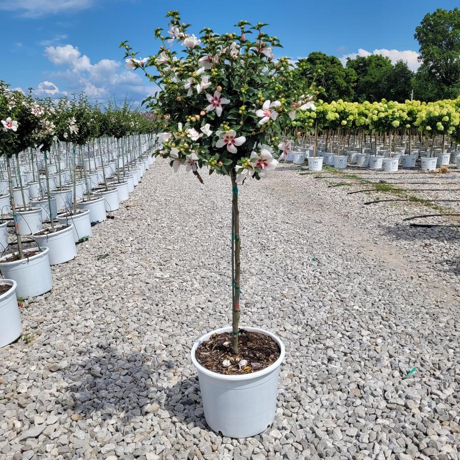 Hibiscus syriacus Lil' Kim™ Tree