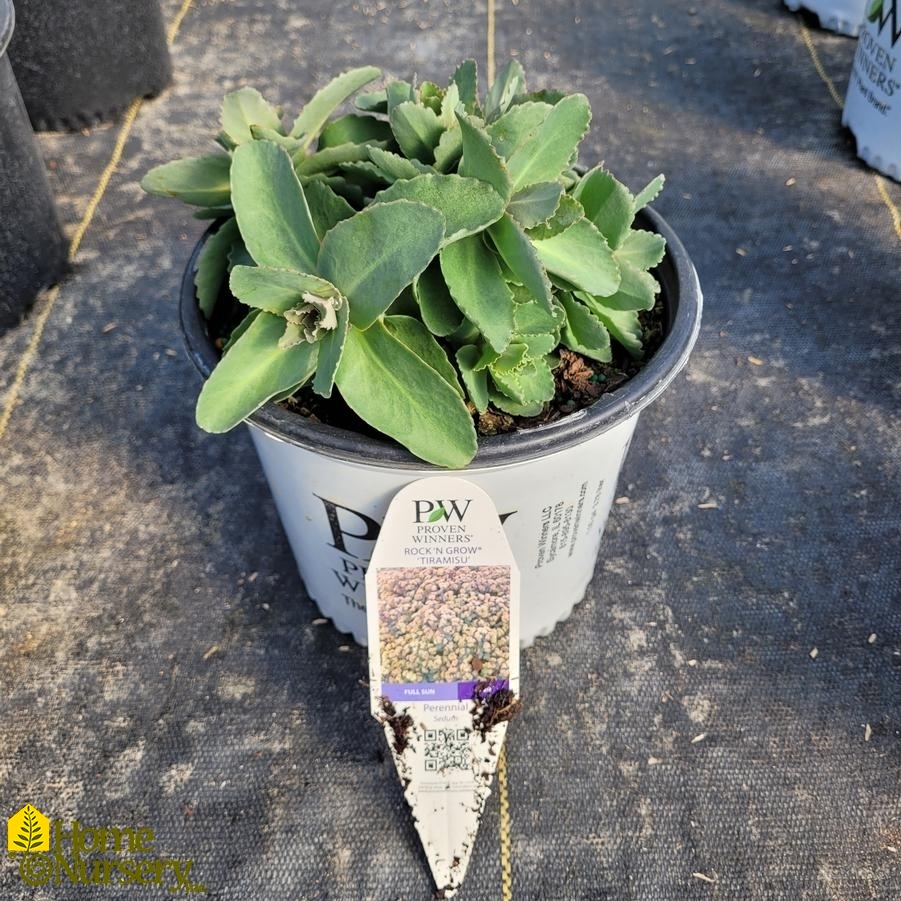 Sedum x Rock 'N Grow® 'Tiramisu'