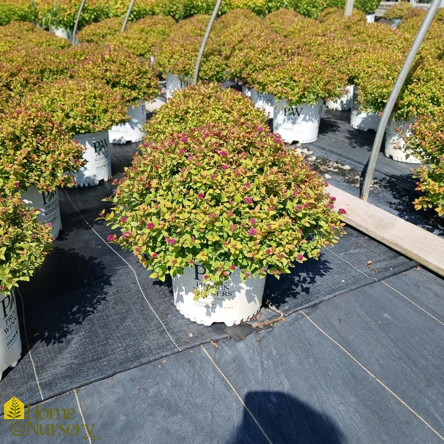 Spiraea japonica Double Play Dolly®