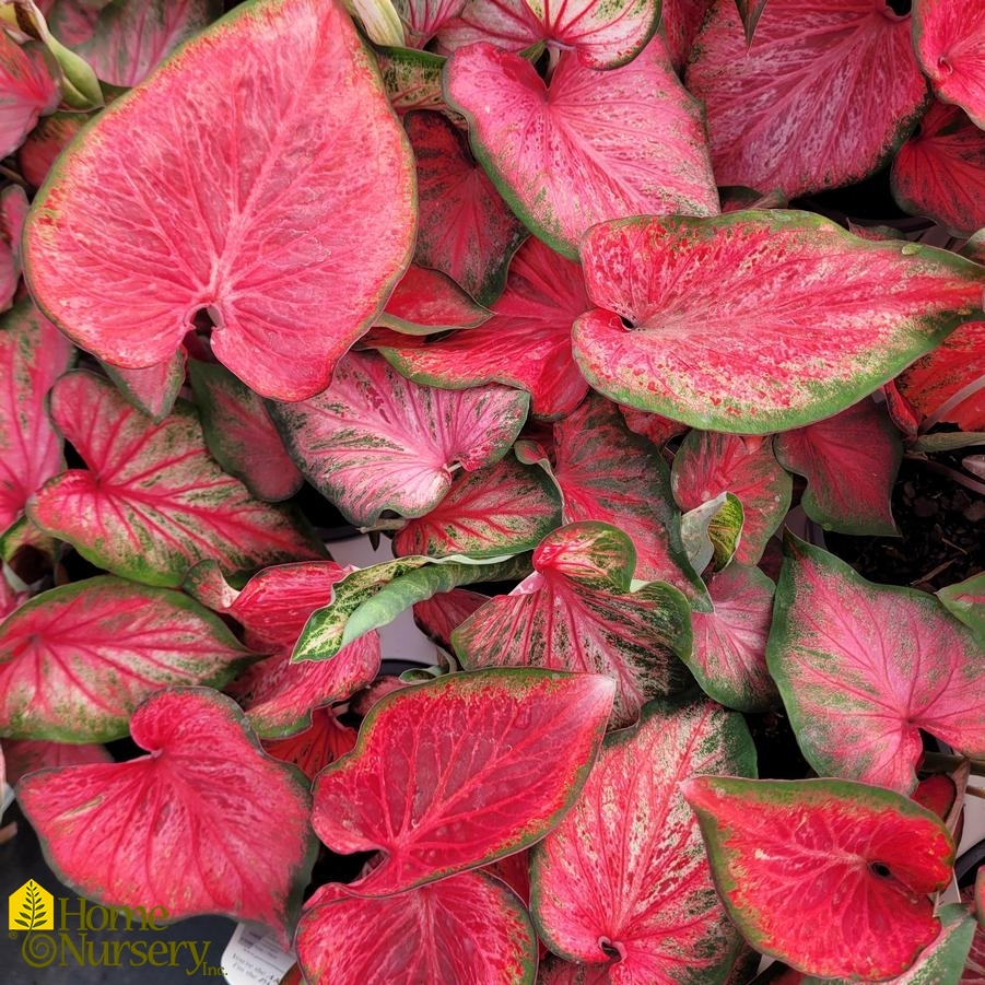 Caladium hortulanum Heart to Heart® 'Blushing Bride'