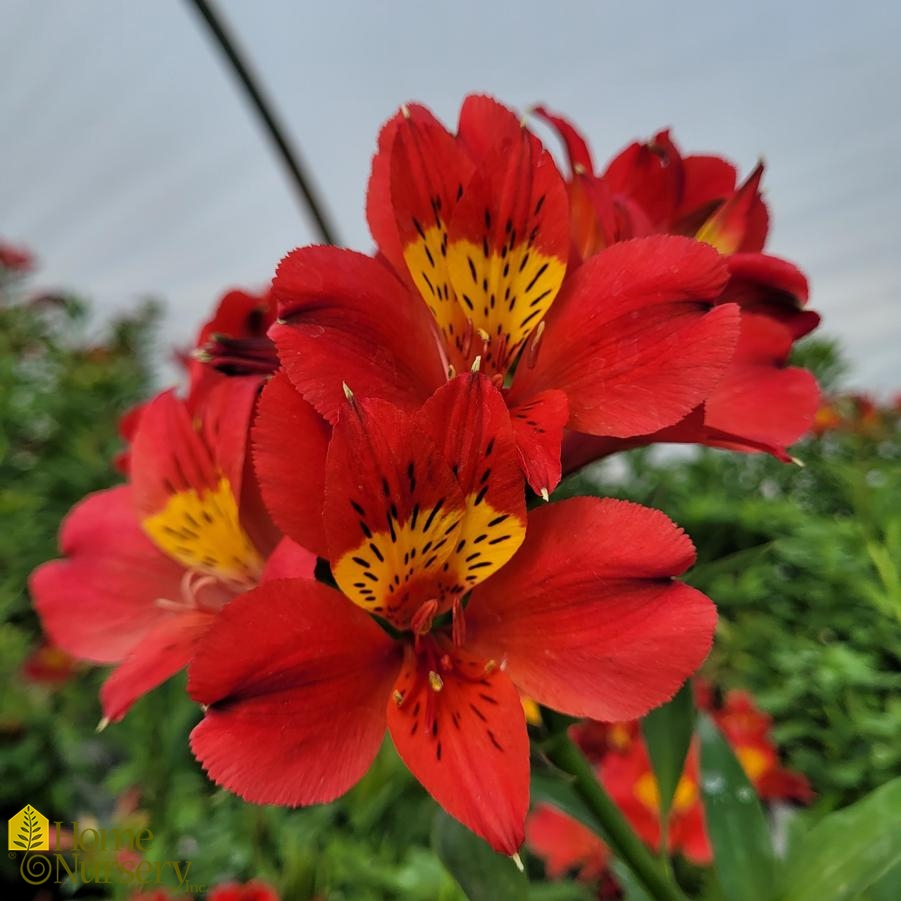 Alstroemeria x Summer Heat