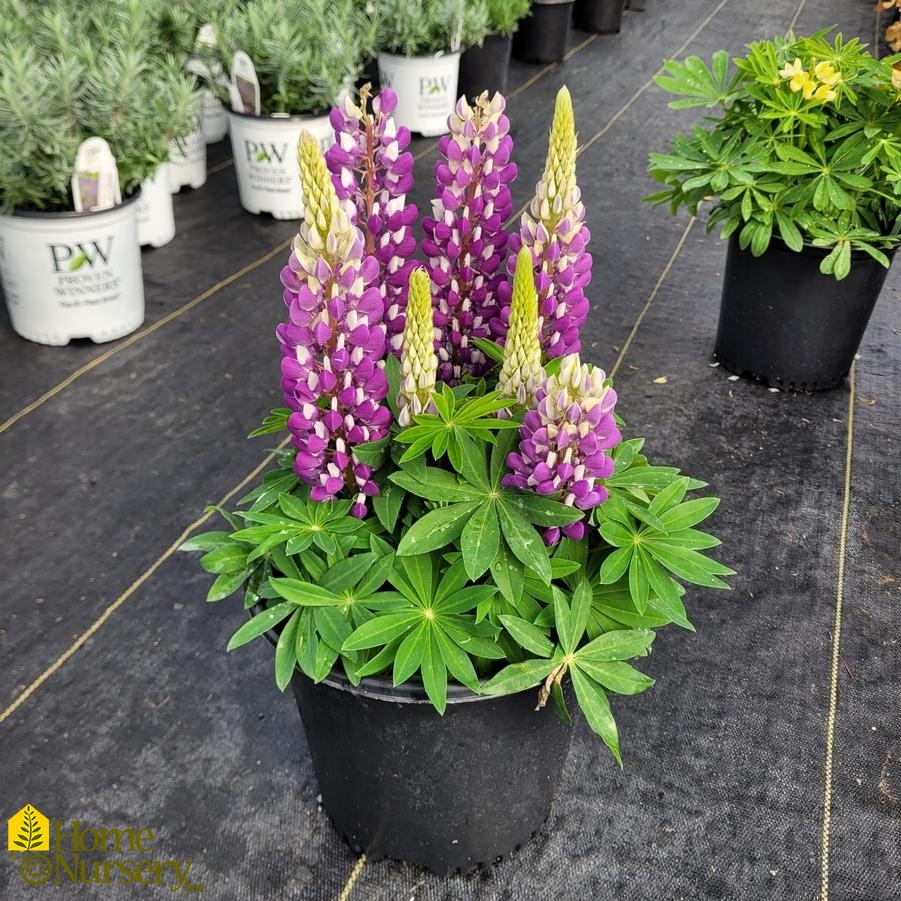 Lupinus pol Staircase™ Dark Blue/White