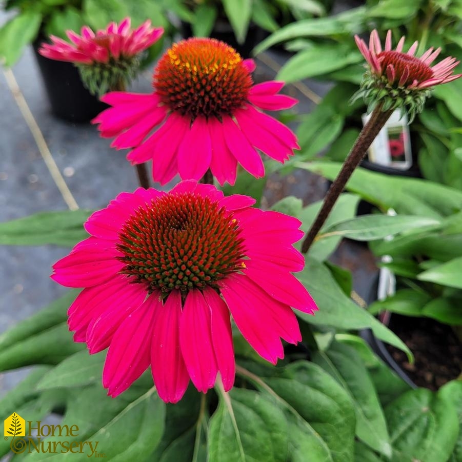 Echinacea x Fuchsia Fandango