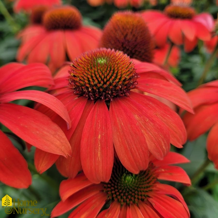 Echinacea x Sombrero® Mandarin Mambo
