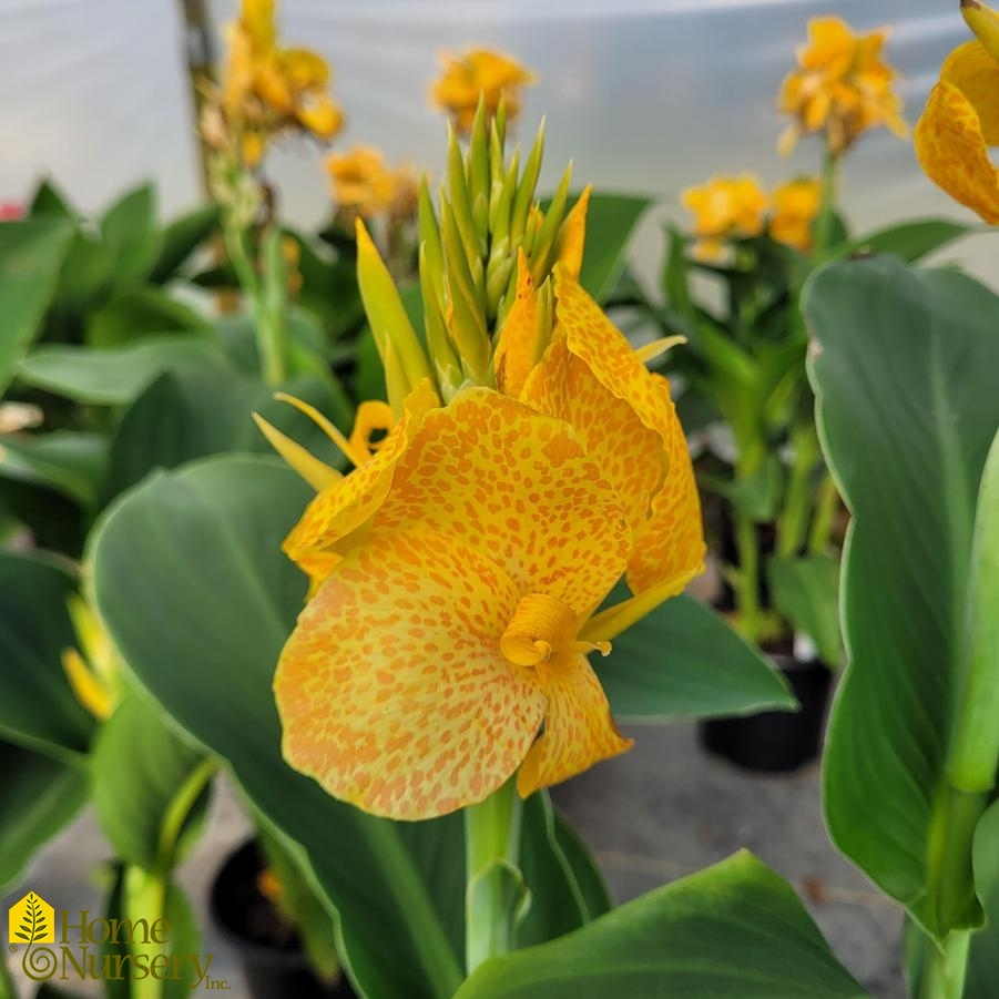Canna Cannova® Golden Leopard