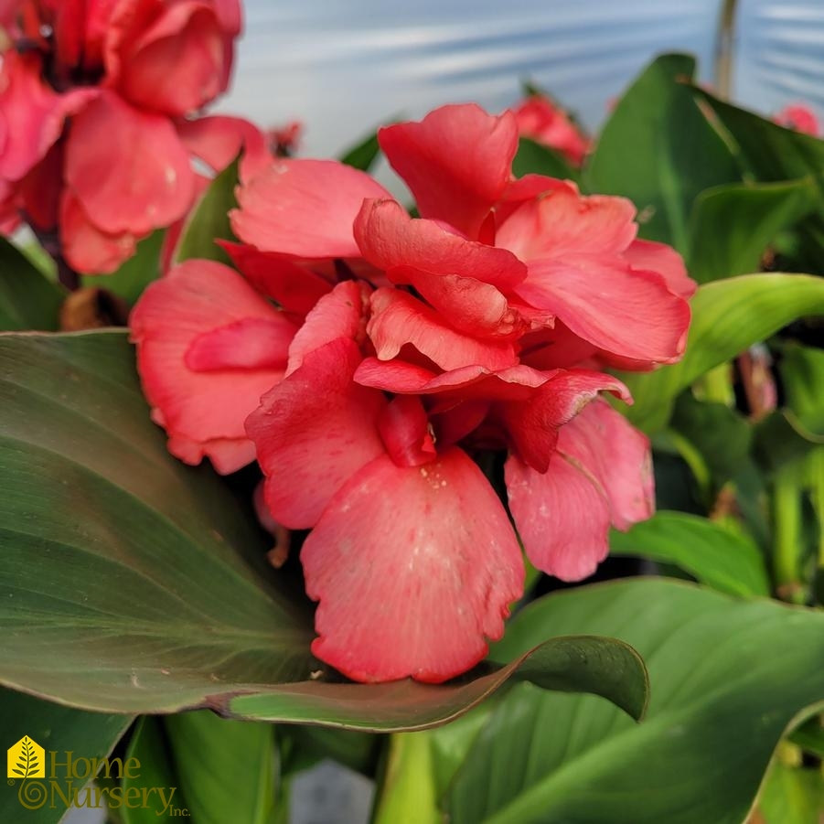 Canna Cannova® Rose Dark Bud