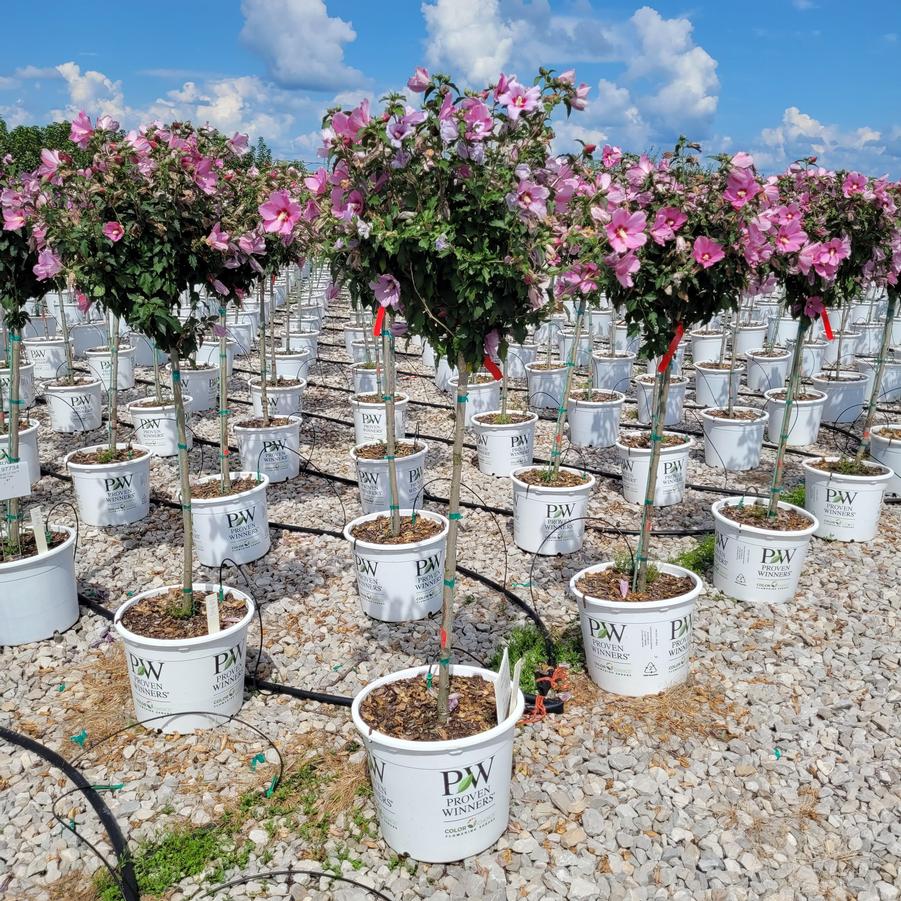Hibiscus syriacus Lil' Kim® Red Tree
