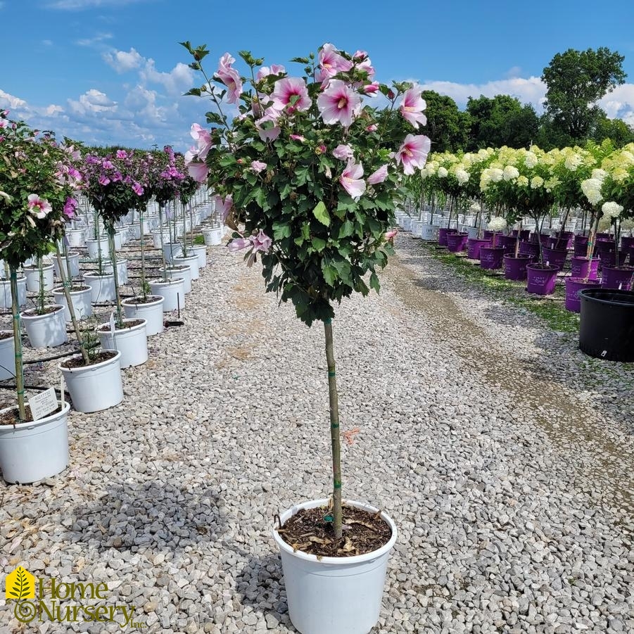 Hibiscus syriacus Paraplu Pink Ink® Tree