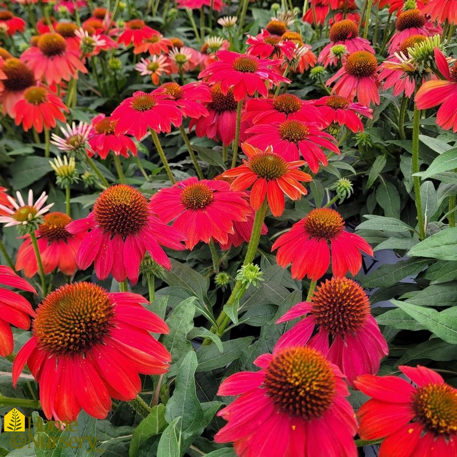 Echinacea x Summersong™ Firefinch™