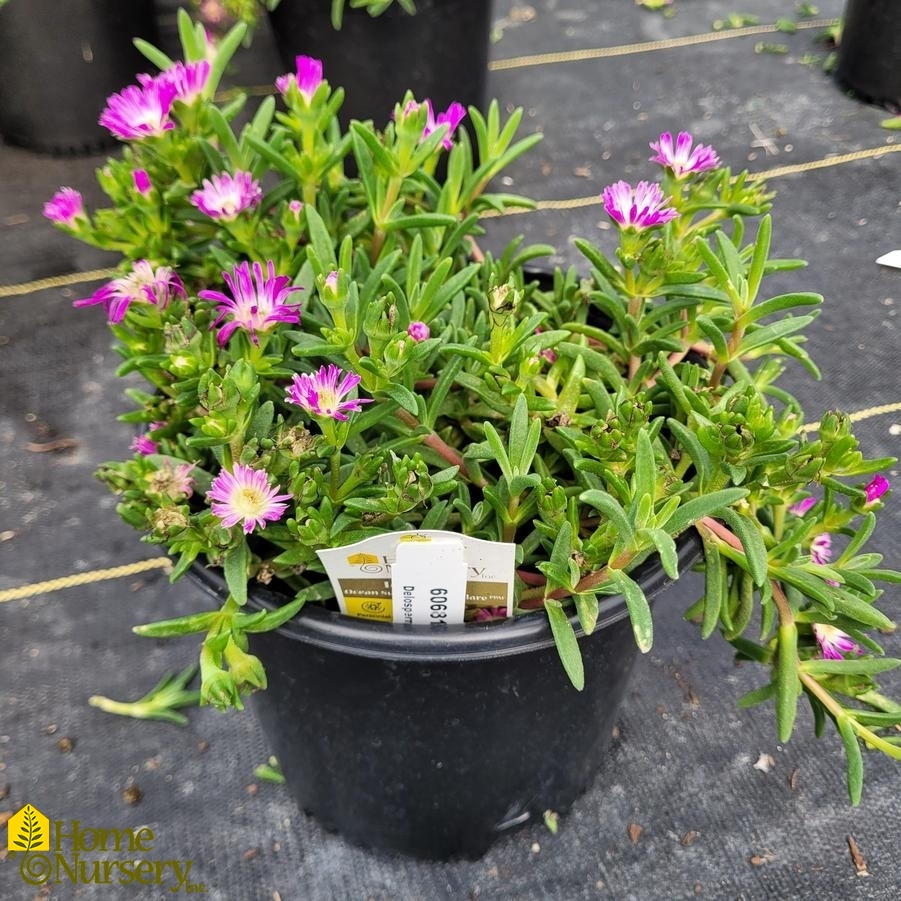 Delosperma x Ocean Sunset™ Violet Flare