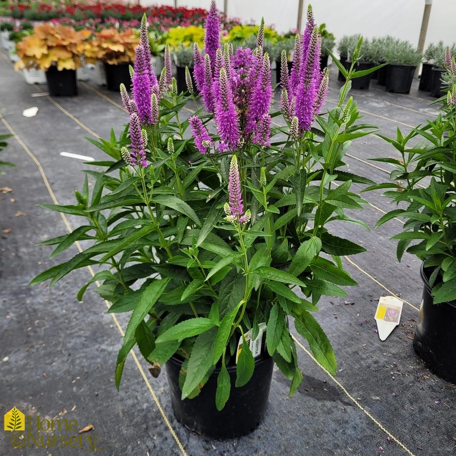 Veronica longifolia Skyward™ Lilac