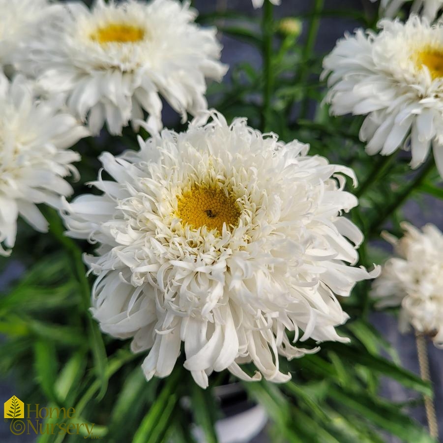 Leucanthemum superbum Amazing Daisies® 'Marshmallow'