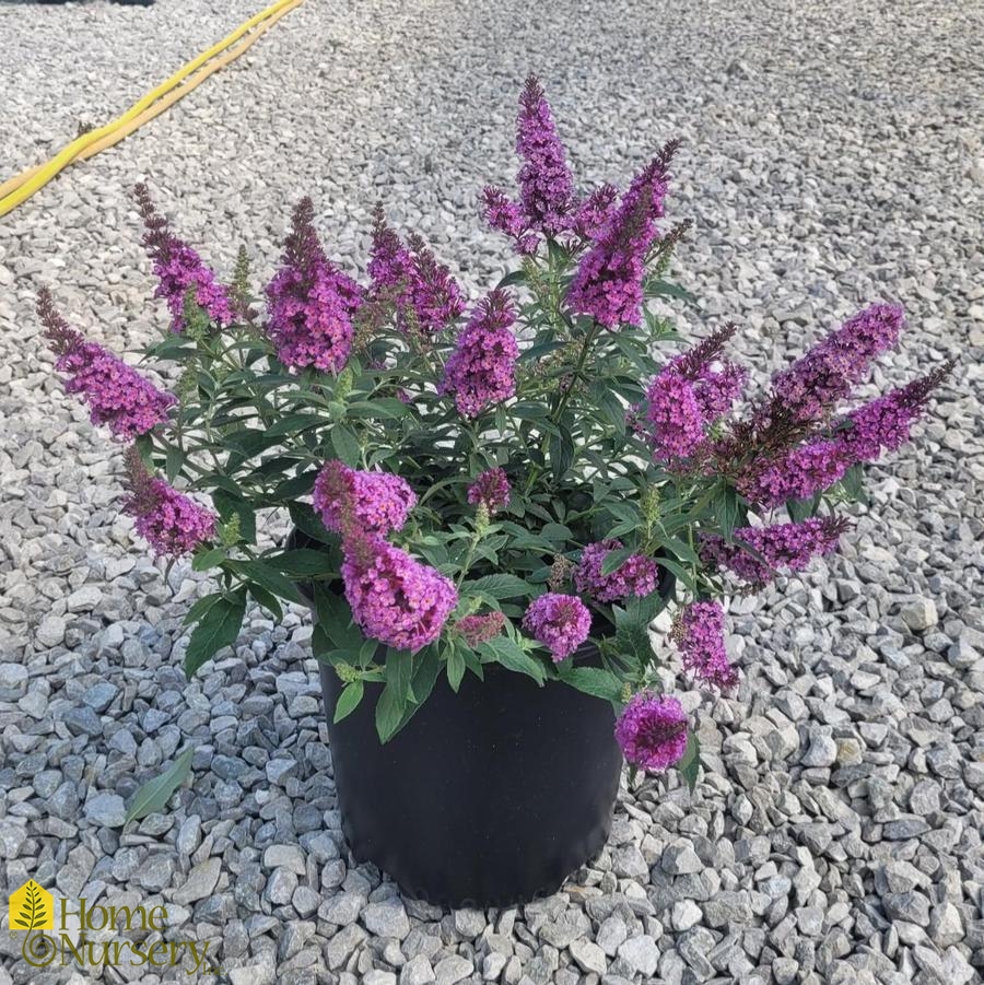 Buddleia Chrysalis™ Pink