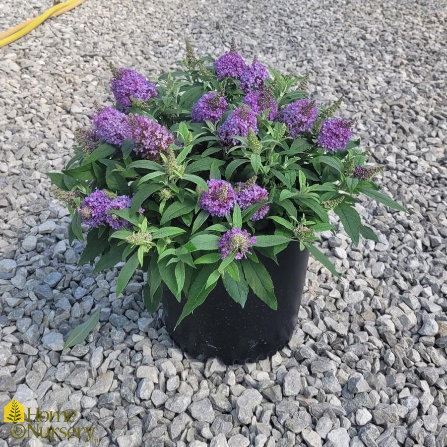 Buddleia Chrysalis Steel Blue