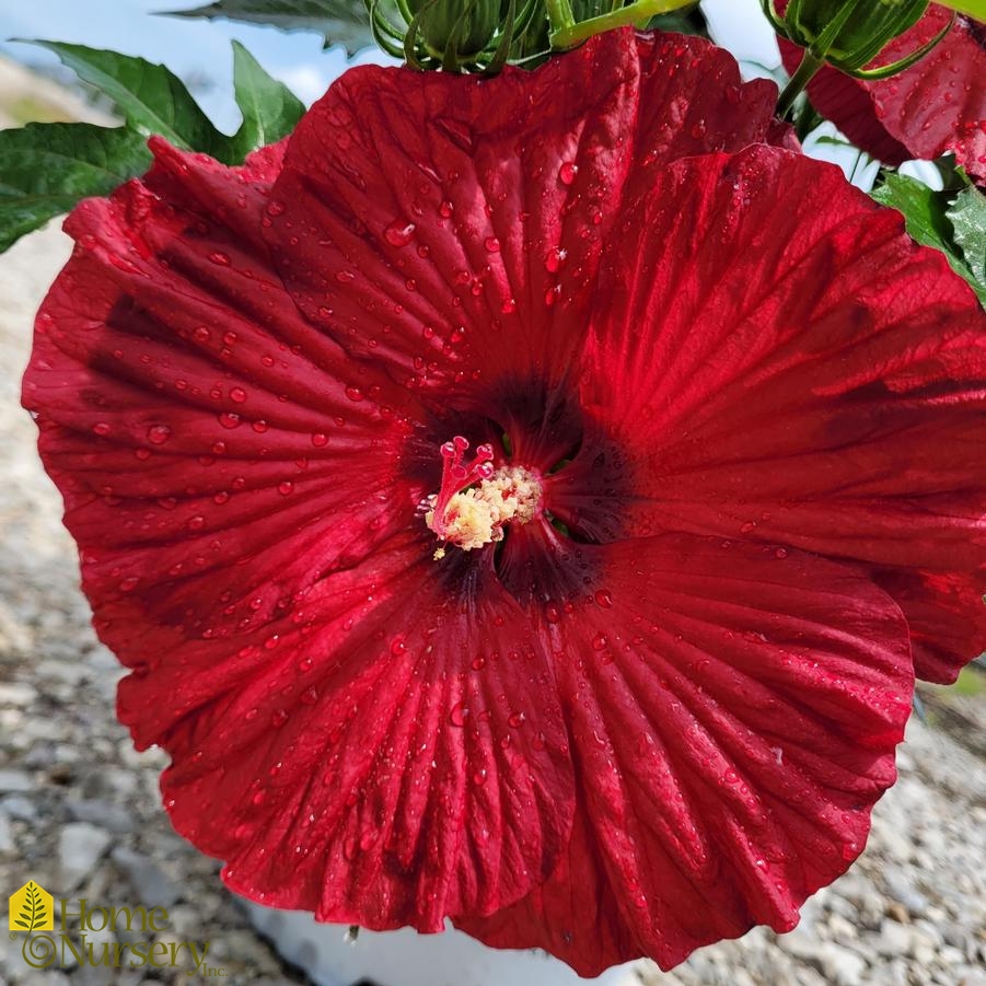 Hibiscus x Summerific® 'Garnet Globes'