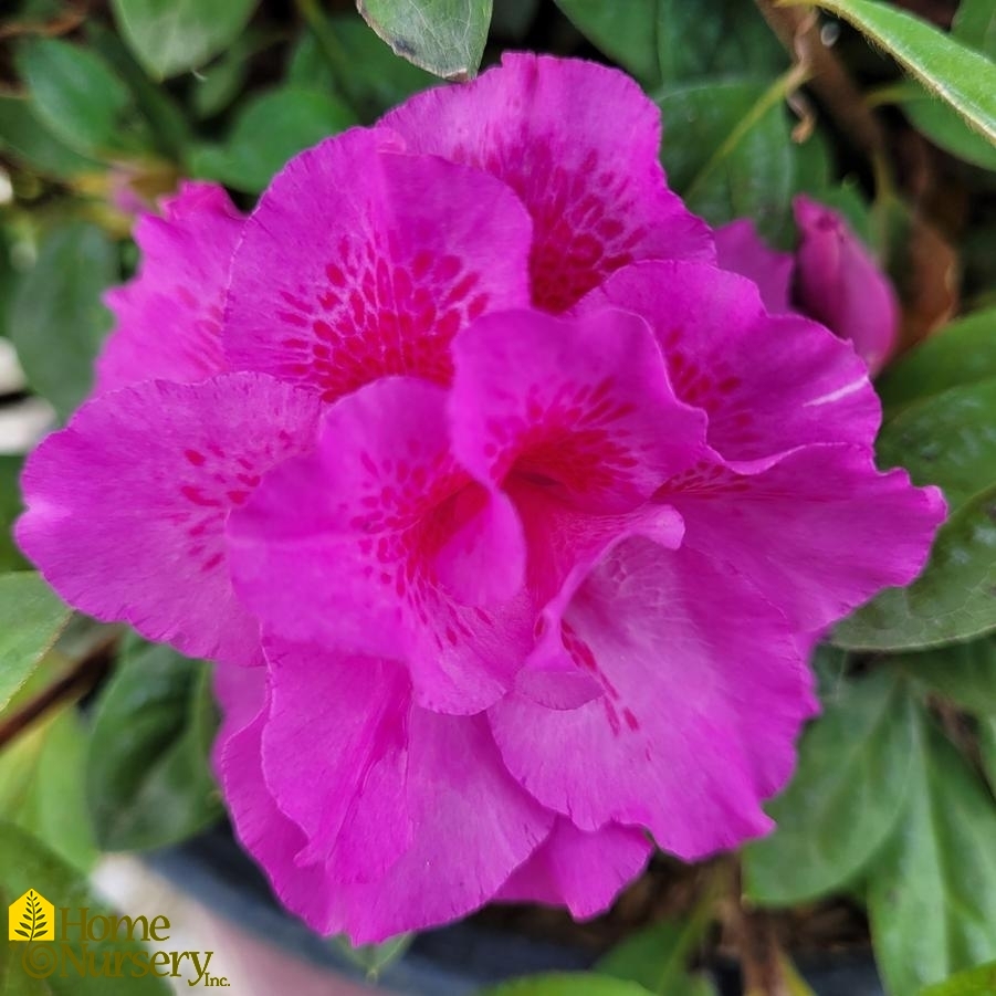 Rhododendron Encore® Autumn Majesty®