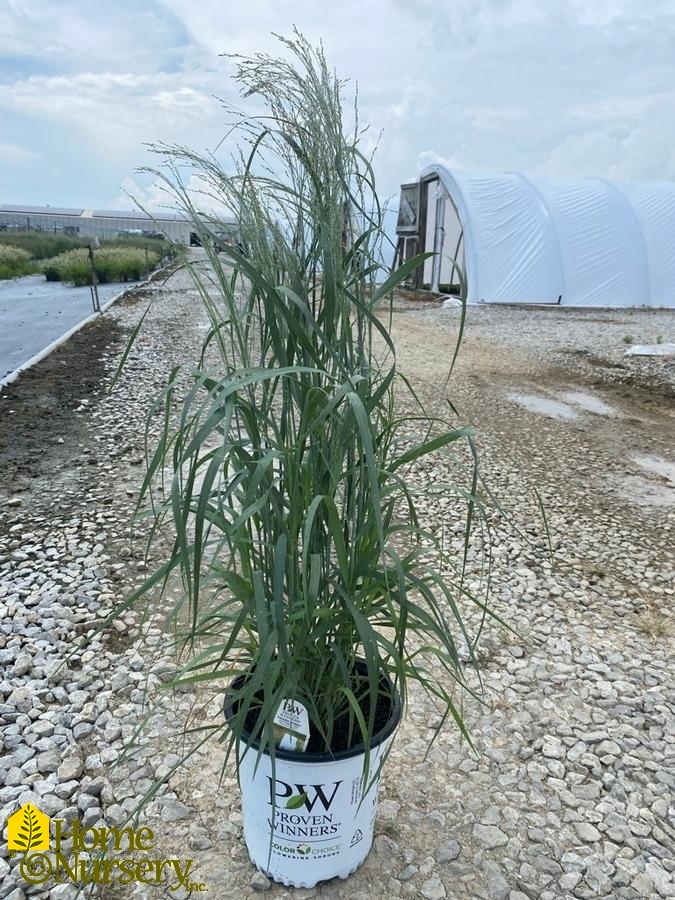 Panicum virgatum Prairie Winds® 'October Sky'
