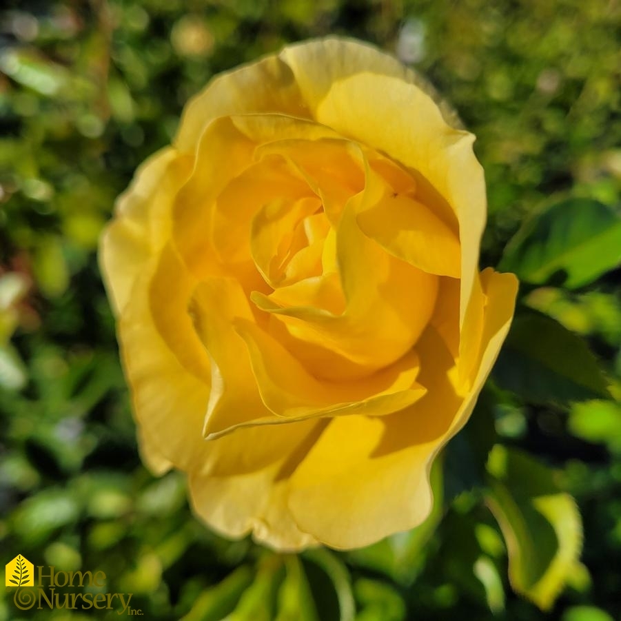 Rosa x Reminiscent® Yellow