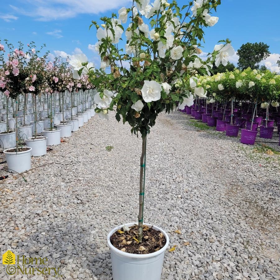 Hibiscus syriacus White Chiffon® Tree