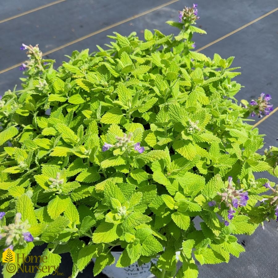 Nepeta x 'Lemon Purrfection'