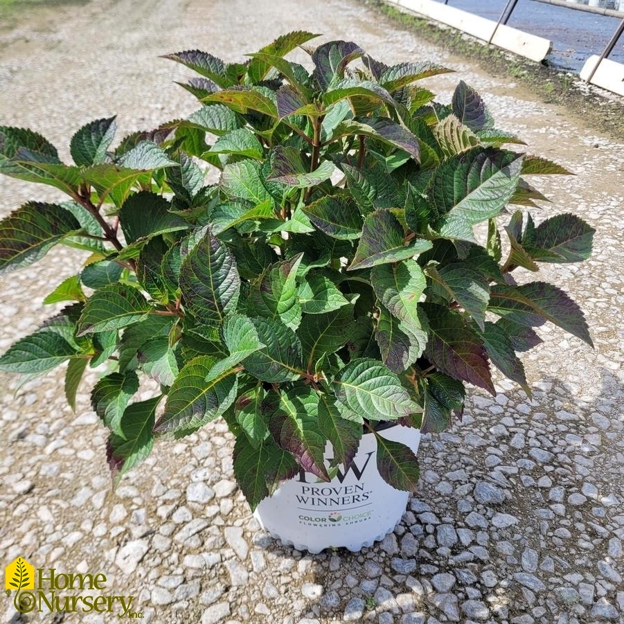 Hydrangea macrophylla Let's Dance Lovable®