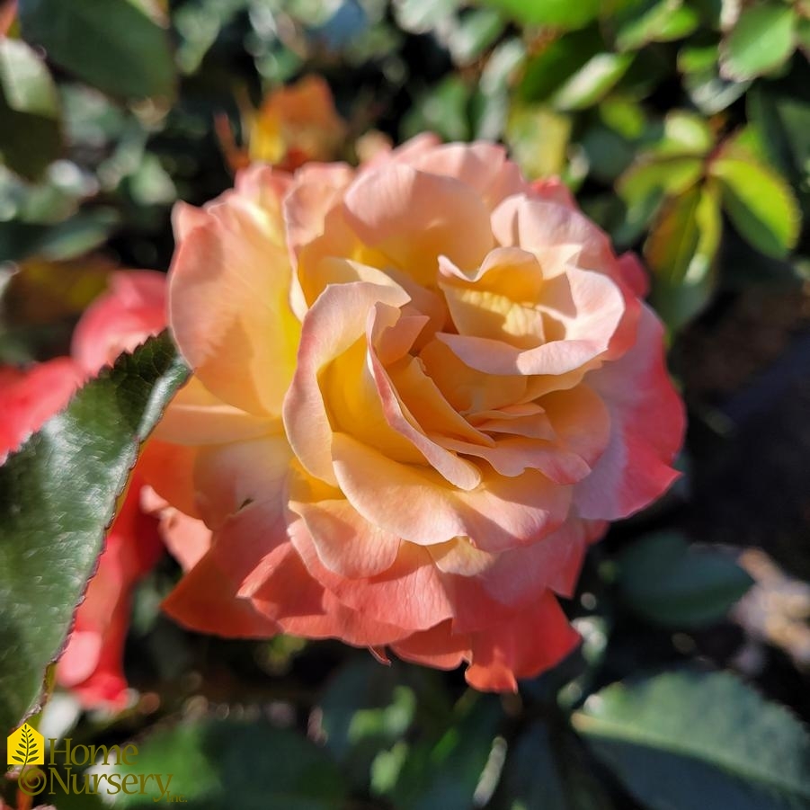 Rosa x Oso Easy En Fuego®