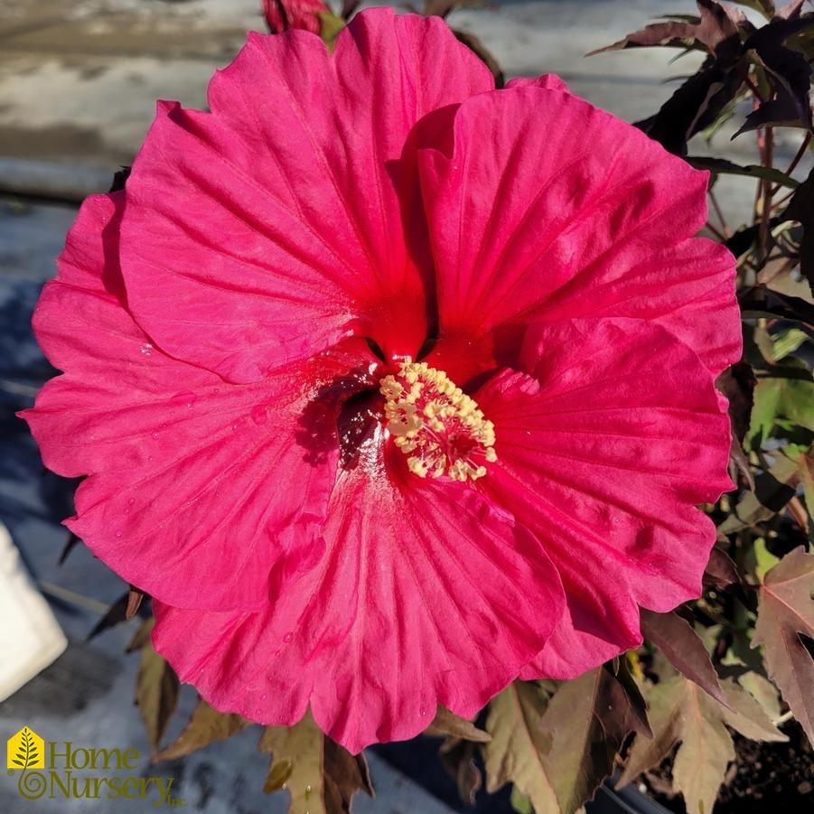 Hibiscus x Hibiscus x 'Watermelon Ruffles'