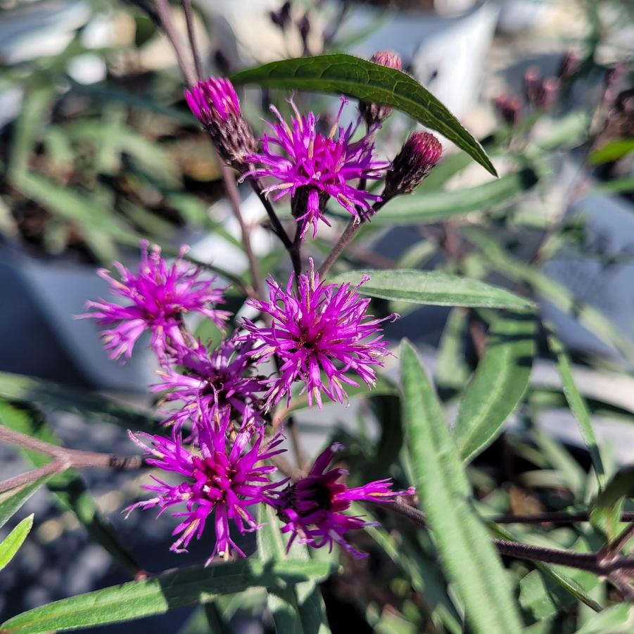 Vernonia x 'Prairie Princess'