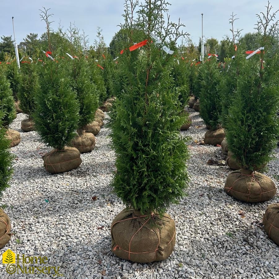 Thuja plicata 'Junior Giant'