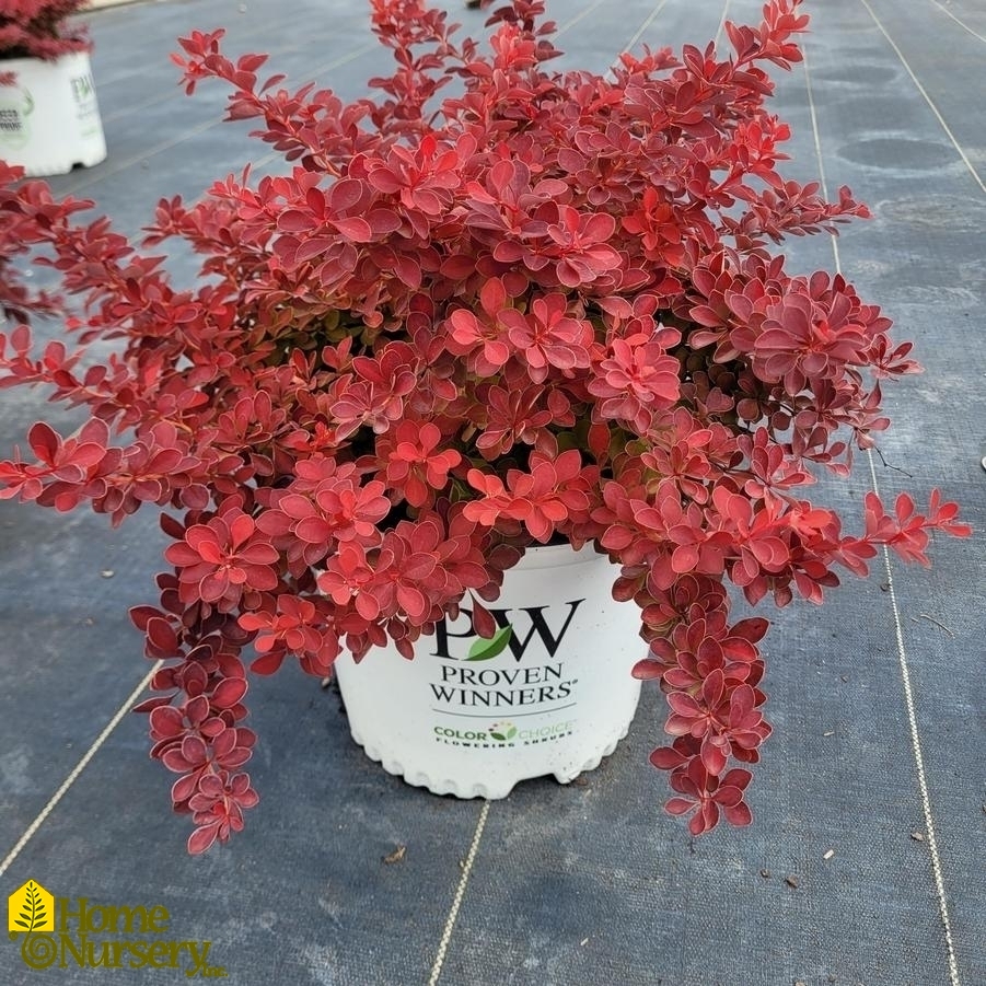 Berberis thunbergii Sunjoy Neo®