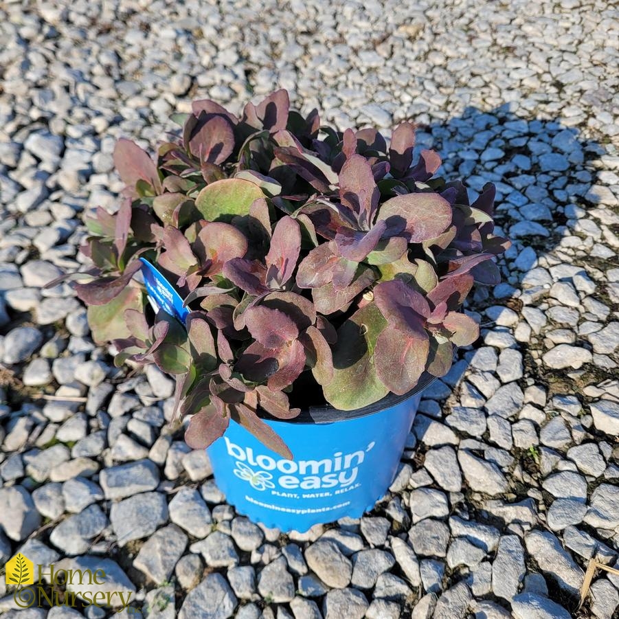 Sedum x Puff Pastry™ 'White Chocolate'