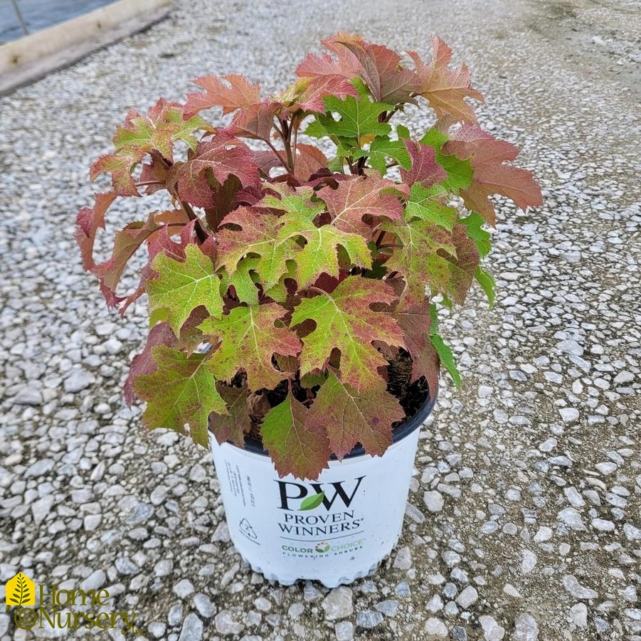 Hydrangea quercifolia Gatsby Glow Ball®