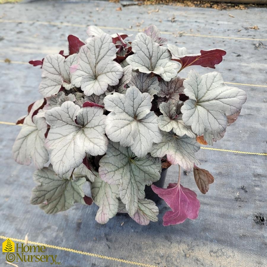 Heuchera 'Smoke and Mirrors'