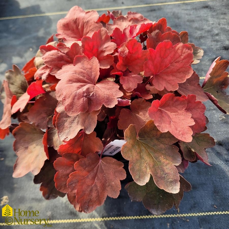 Heuchera x Carnival Cinnamon Stick
