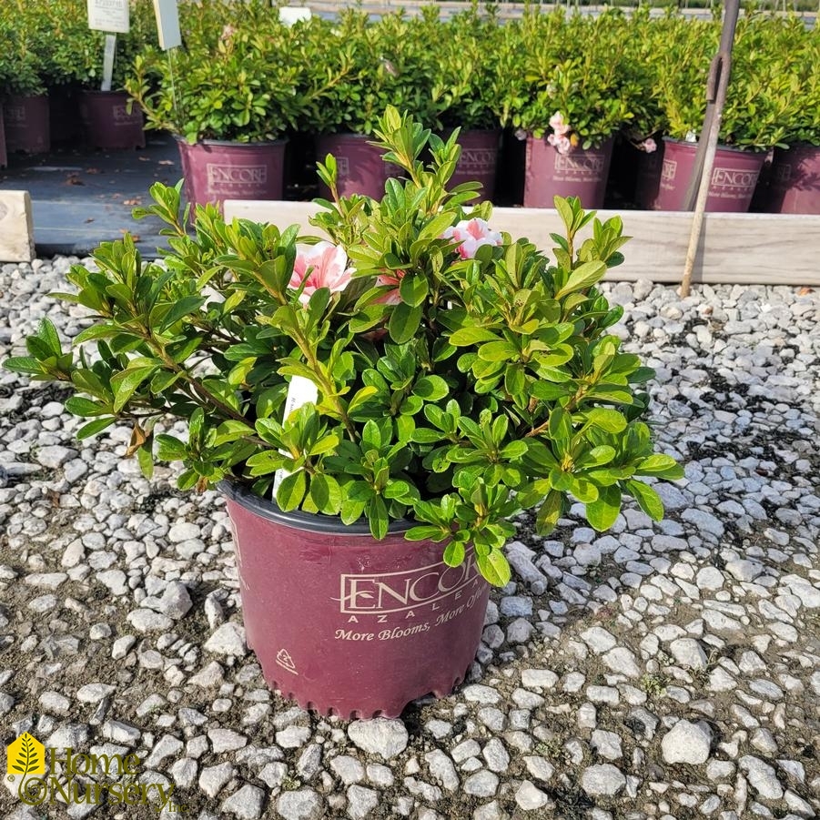 Rhododendron Azalea Encore® Autumn Starburst®