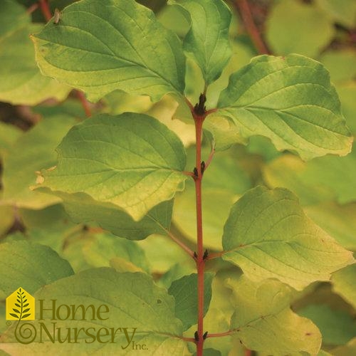Cornus sanguinea Arctic Sun®