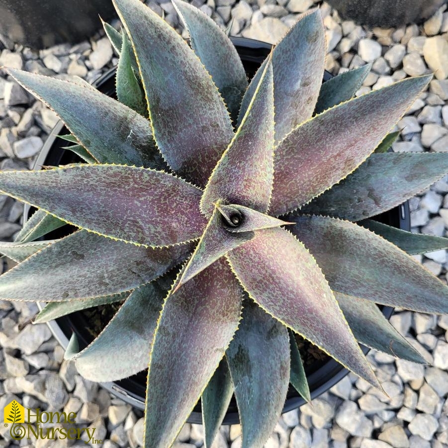 Mangave x Art & Sol™ 'Purple People Eater'