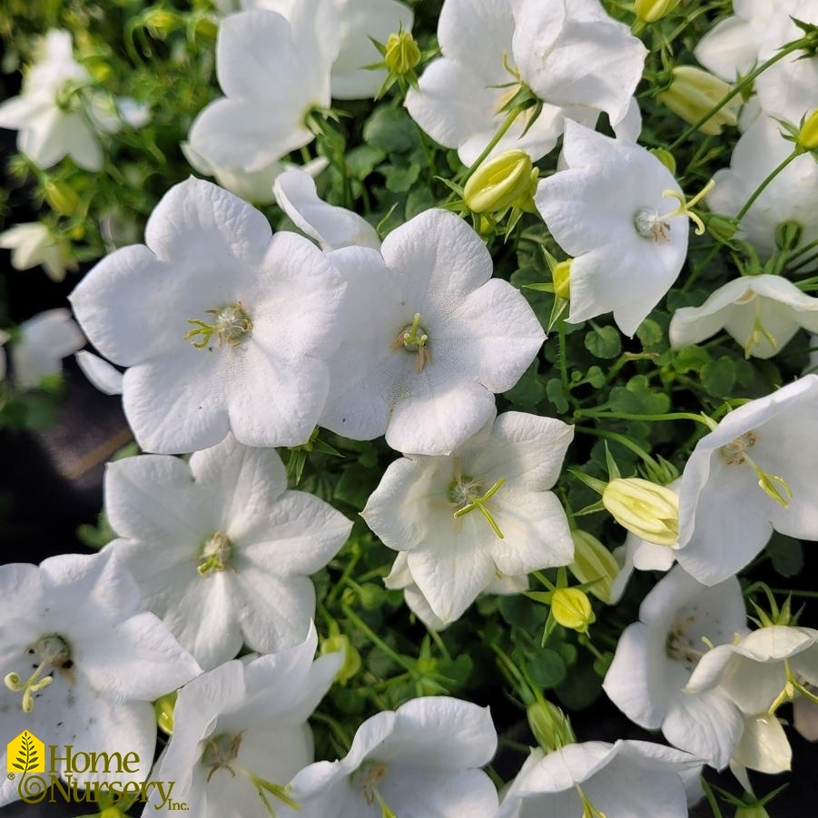 Campanula carpatica 'Rapido White'