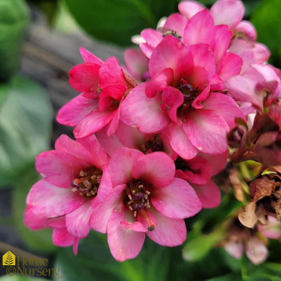 Bergenia cordifolia 'Miss Piggy'