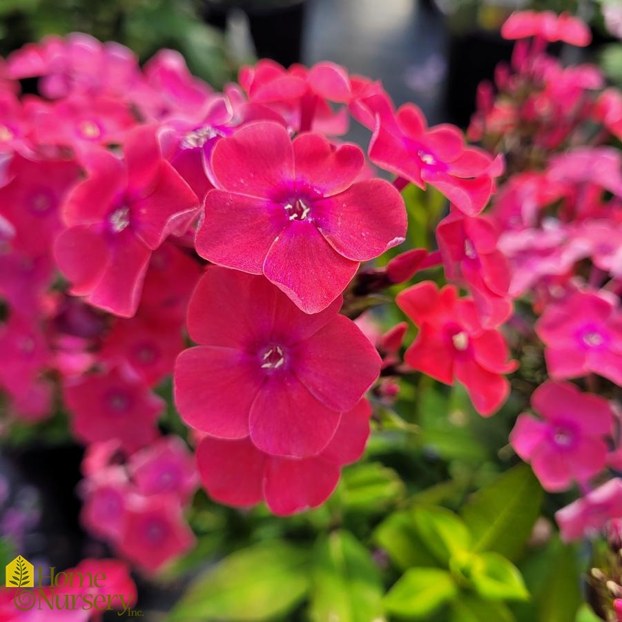 Phlox paniculata Garden Girls® Glamour Girl
