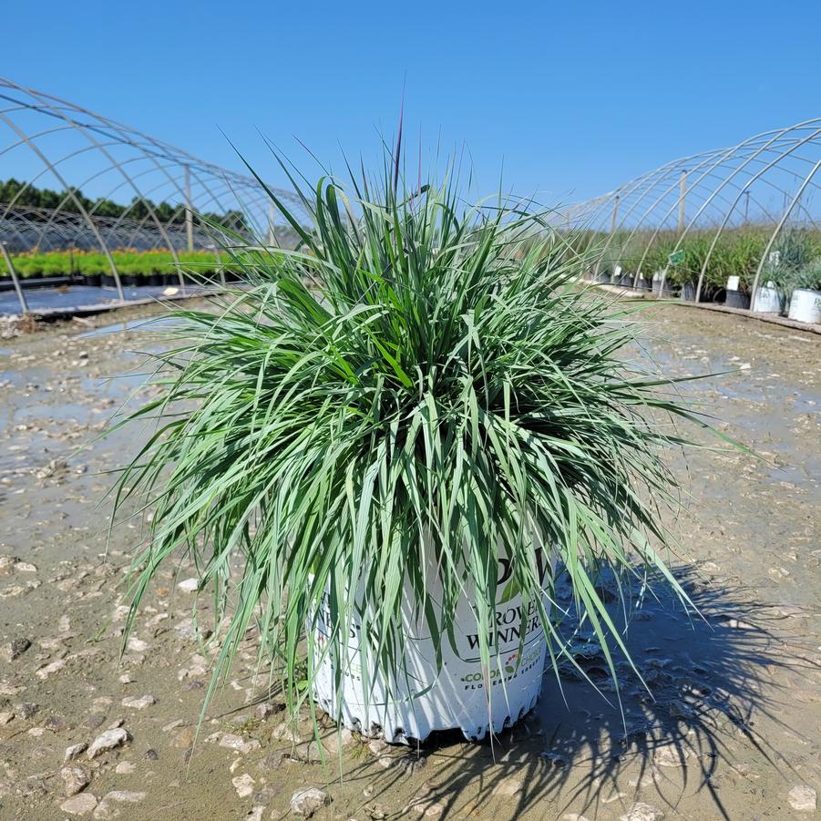Andropogon x Prairie Winds® 'Blue Steel'