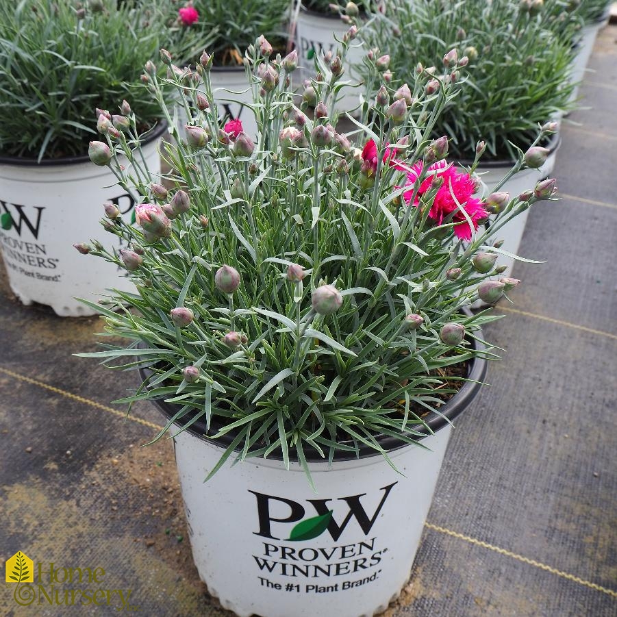 Dianthus x Fruit Punch® 'Spiked Punch' Cheddar Pinks from Home Nursery