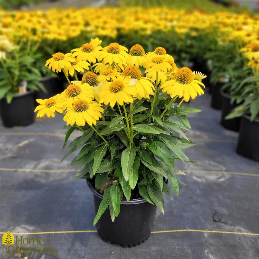Echinacea x Sombrero® Lemon Yellow