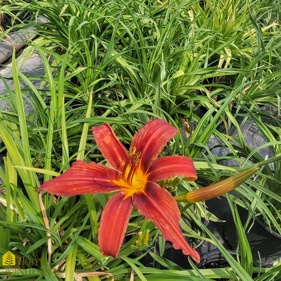 Hemerocallis 'Ruby Stella'