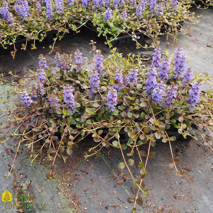 Ajuga Bronze Carpet Bugle from Home