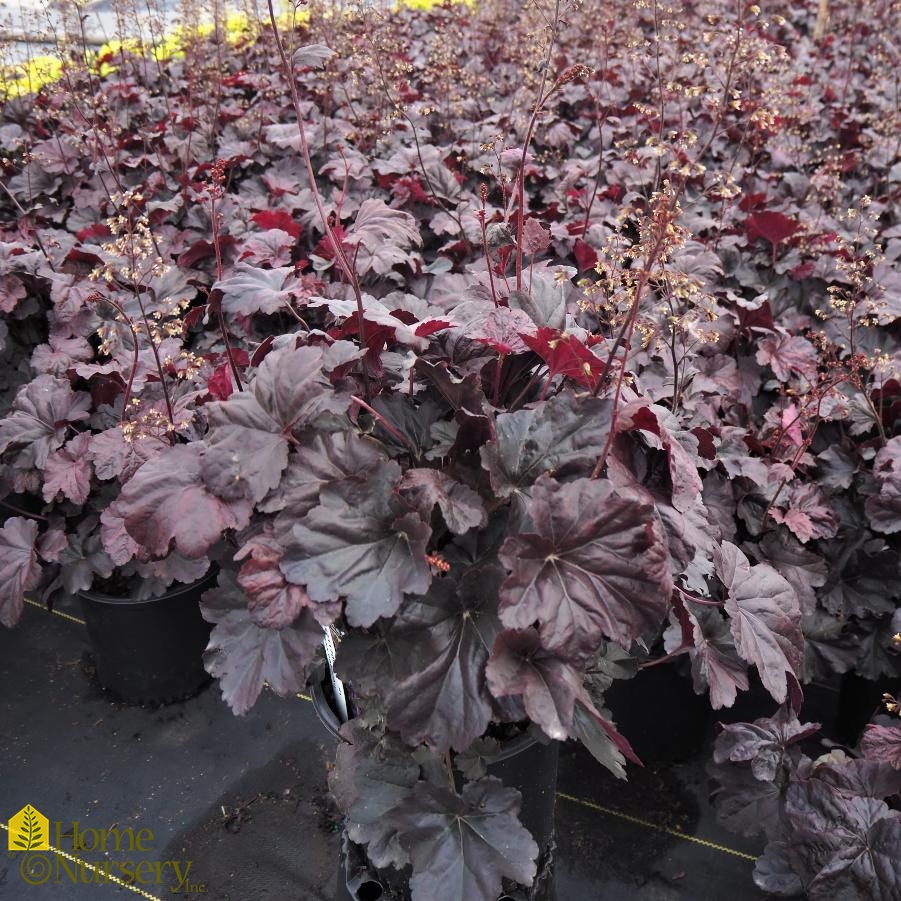 Heuchera x 'Obsidian'