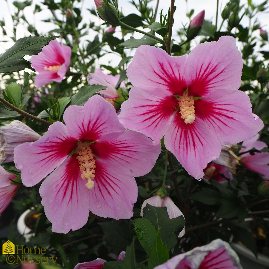Hibiscus syriacus Orchid Satin® Rose of Sharon from Home Nursery