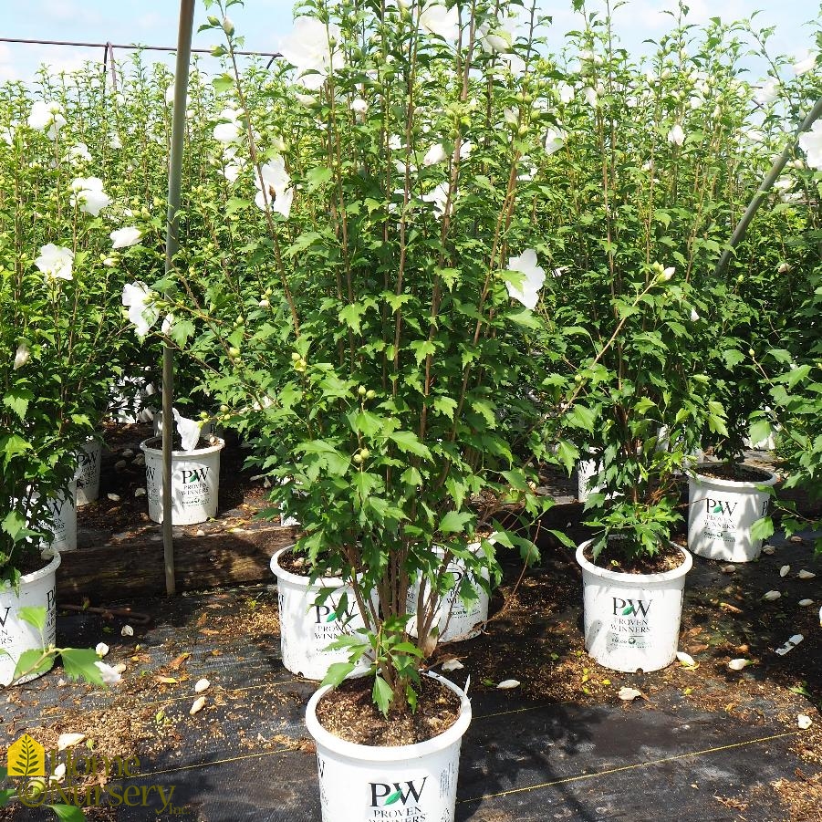 Hibiscus syriacus White Pillar®