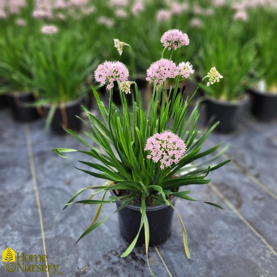 Allium lusitanicum 'Summer Beauty'