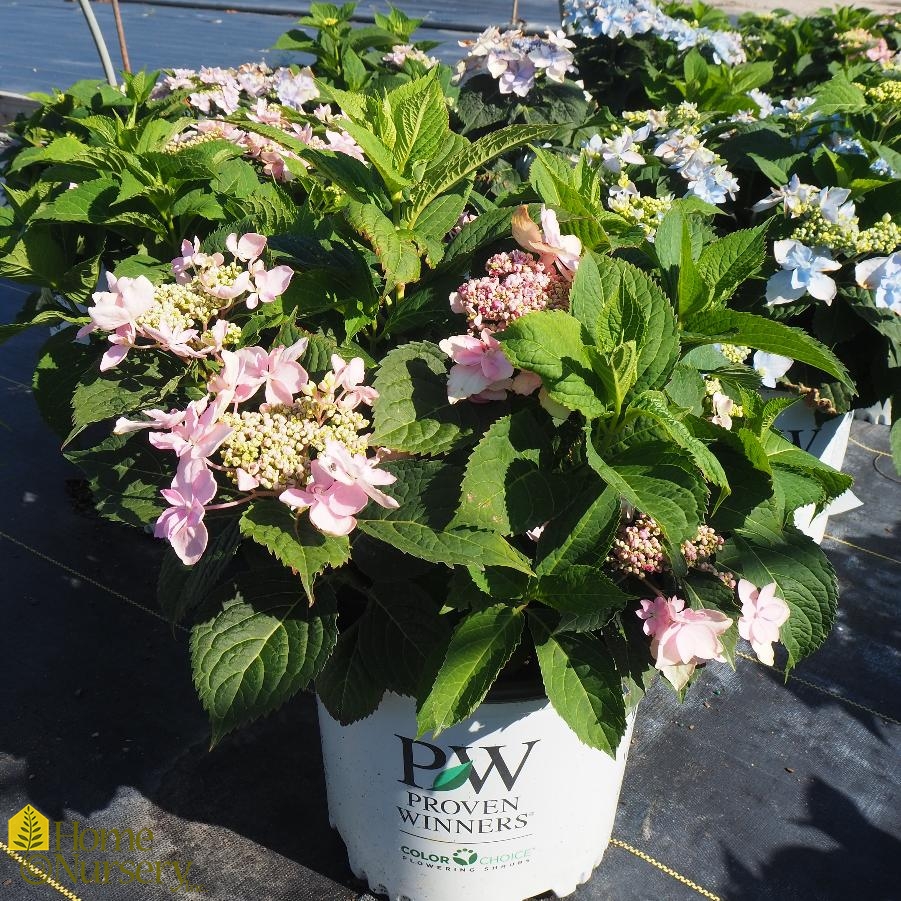 Hydrangea serrata 'Tuff Stuff Ah Ha' (Mountain Hydrangea) - Keeping It  Green Nursery